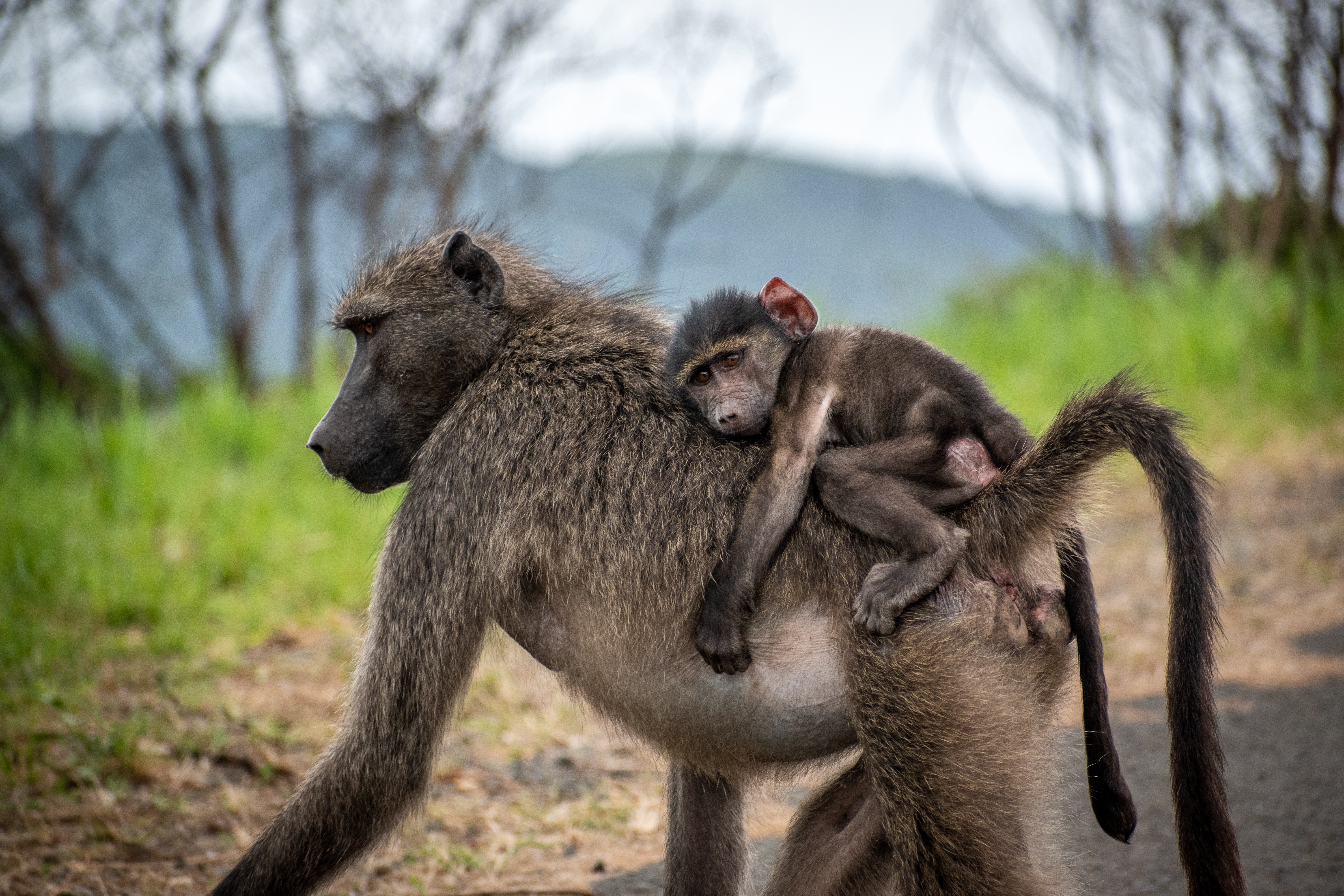 baboon and its baby